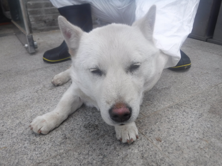 제주 동물보호센터_450650202300811